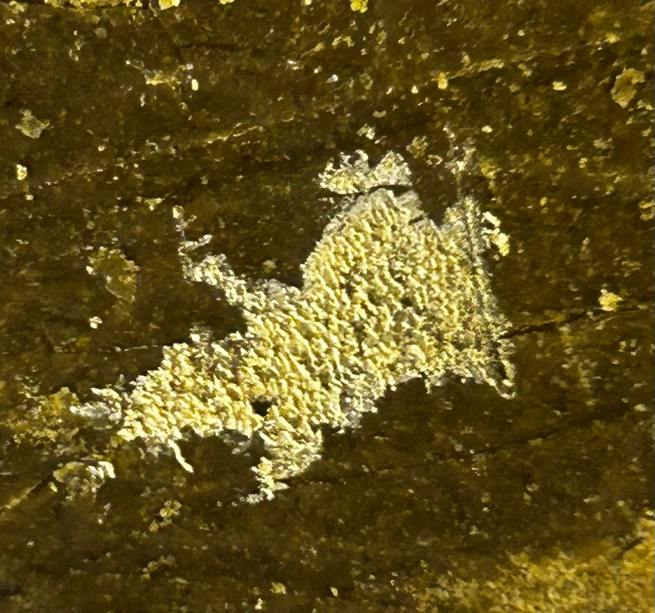 Dry Sift 50% - CBD